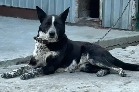 Объявления о пропавших и найденных животных, Пригородное, фото: Пропала собака, женская, Ново-Большая улица, Пригородное - черно-белый окрас