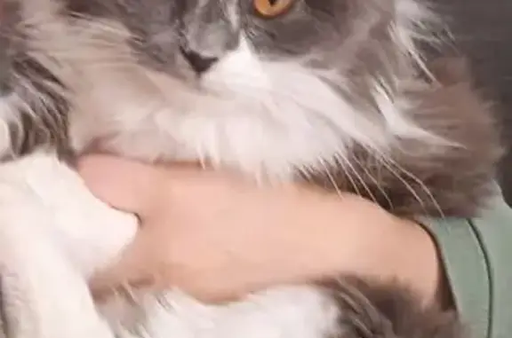 Пропала кошка, Дорожный проезд, 2, Арзамас - серая с белым и медовыми глазами - photo