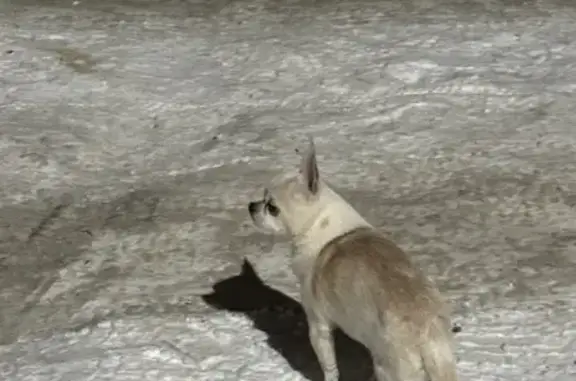 Найдена собака, Екатеринбург, фото: Найдена собака, улица Машиностроителей, Екатеринбург - чихуахуа