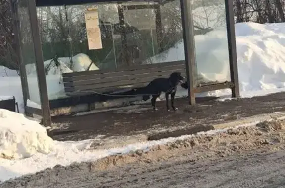 Найдена собака, Мытищи, фото: Найдена собака, девочка, Рассветная улица, 3А, посёлок Мебельной Фабрики, Мытищи - чёрная с белыми кончиками лап