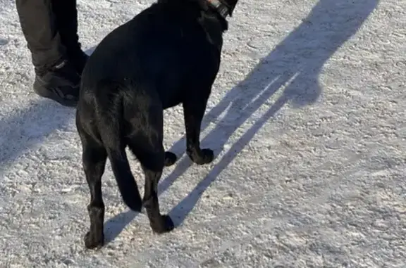 Найдена собака, Петрозаводск, фото: Найден собака, проспект Ленина, 30, Петрозаводск - лабрадор с ярким ошейником