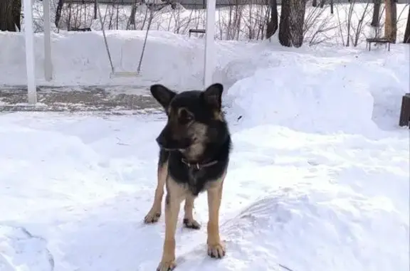 Найдена собака, Казань, фото: Найден собака, улица Архитектора Гайнутдинова, 26 к4, Казань - коричневый кожаный ошейник