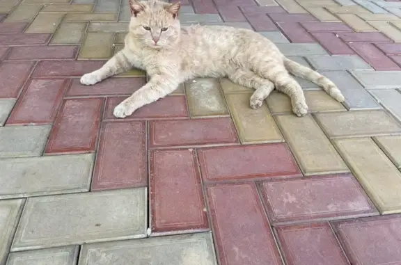 Пропал кот, улица Пушкина, 58, Староминская - светлый окрас - photo