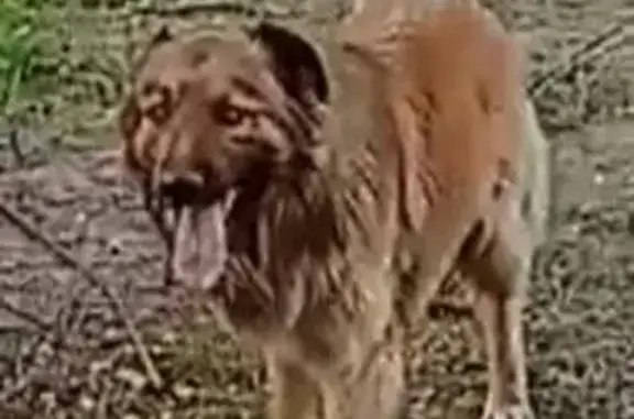 Собаки потеряшки, Раменское, фото: Потеряшка собака, улица Сергея Белокурова, 29, Раменское - мальчик с биркой в ухе