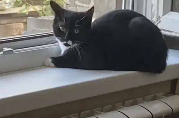 Пропал кот, Амбулаторная улица, 46, Воронеж - photo