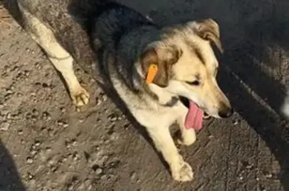 Пропала собака, улица Михалевича, Раменское - добрая и трусишка - photo