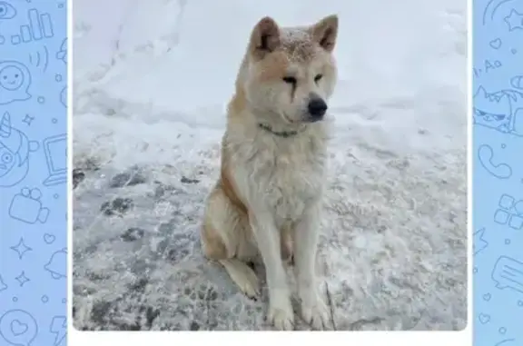 Объявления о пропавших и найденных животных, Павловский Посад, фото: Найдена собака, улица Мира, Павловский Посад - Акита Ину с зеленым ошейником