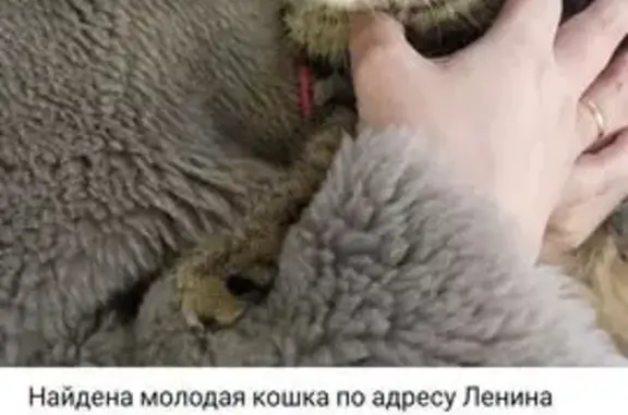 Найдена кошка, Кириши, фото: Найдена кошка, проспект Ленина, 18, Кириши - полосатая, концы ушек висят