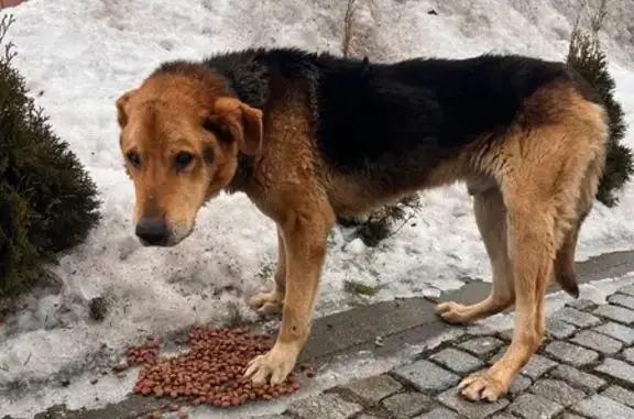 Найденные животные Ветрово, фото: Найден собака, 27А-020, Пяидорожное, Ветрово - большой и худой, след от ошейника