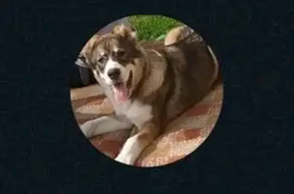 Пропала собака, Профсоюзная улица, 73, Ленинск-Кузнецкий - рыже-белая алабай - photo