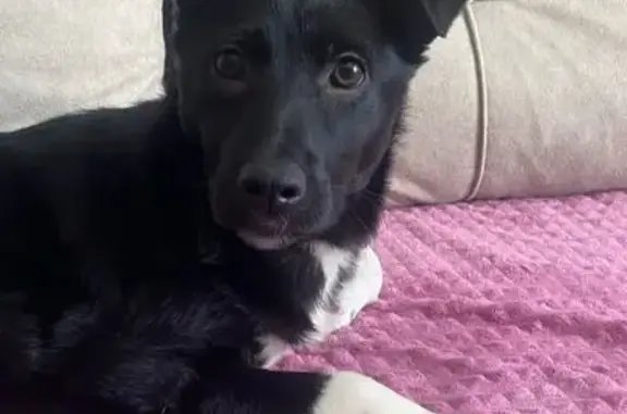 Пропала собака, улица Мясникова, городской округ Пенза - photo