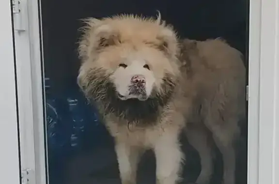 Найдена собака, Берёзовый, фото: Найден собака, Ейское шоссе, 75, Берёзовый - породы чау-чау с ошейником