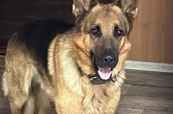 Пропал собака, Большая улица, Киселёвск - домашний, отзывается на кличку Гром - photo