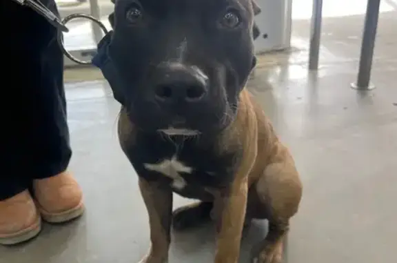 Найдена собака, Самара, фото: Найден собака, мужской, улица Дыбенко, 30, Самара