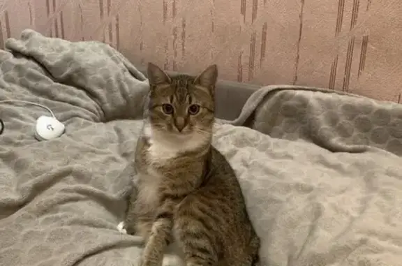 Пропал кот, улица Мира, 34, Кашира - коричневая полоска и розовые подушечки - photo