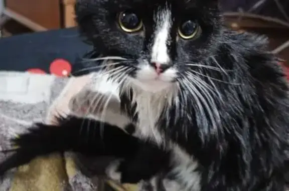 Котик очень игривый, окрас черный, две задние лапки белые, мордочка белая, очень ласковый Сразу пошел в лоток