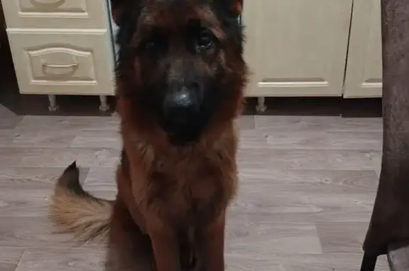 Найденные животные Лесосибирск, фото: Найдена собака, улица Портнягина, 14, Лесосибирск - европейская овчарка с плешиной