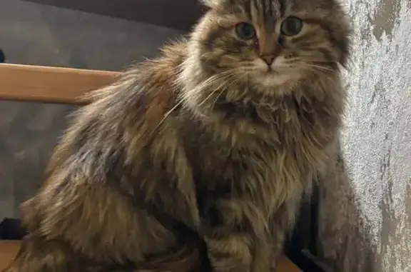 Найденные животные Воронеж, фото: Найдена кошка, женская, Семилуки, Воронежская область - стерилизация недавно