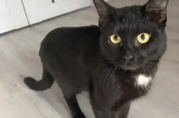 Найдена кошка, Вологда, фото: Найдена кошка, улица Болонина, Вологда - черный котик с белым пятном