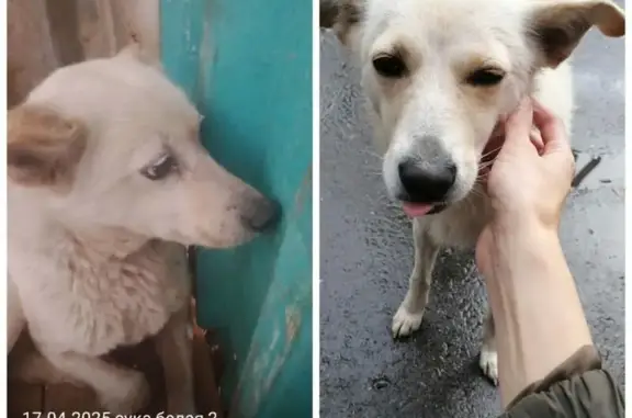 Собаки потеряшки, Черлак, фото: Потеряшка собака, Черлак, Омская область - возможно, в отлове