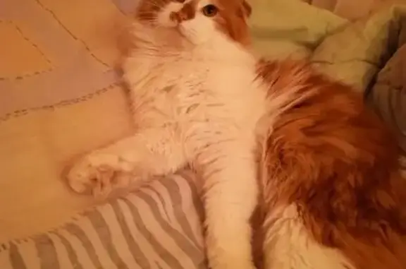 Пропал кот, 39-я линия, 61, Ростов-на-Дону - зовут Бублик - photo