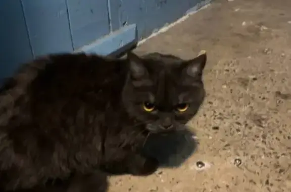 Найдена кошка, Саяногорск, фото: Найдена кошка, 10, Саяногорск - черный окрас, ярко оранжевые глаза