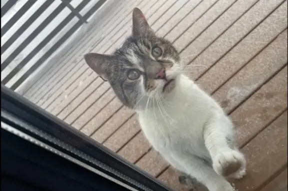 Найдена кошка, Некрасовский, фото: Найдена кошка, улица Ушакова, Некрасовский - упитанный и наглый котик