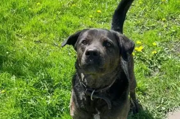 Пропала собака, улица Болотова, 21А, Тула - черный окрас с белым пятном на груди - photo