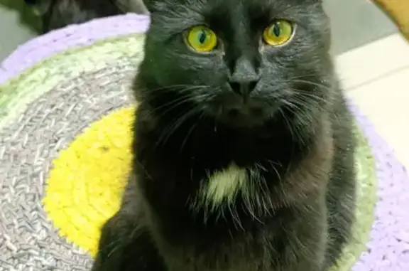 Пропала кошка, Московская улица, 9, Вышний Волочёк - чёрная с жёлто-зелеными глазами - photo