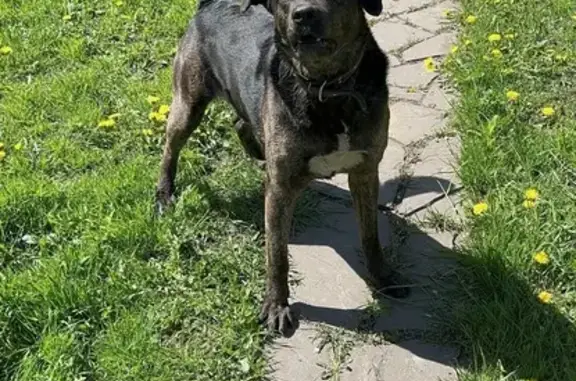 Собаки потеряшки, Тула, фото: Потеряшка собака, 4-й проезд Мясново, 24, Тула - черный с рыжими полосками