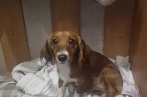 Найденные животные Сургут, фото: Найдена собака, улица Бажова, 8, городской округ Сургут