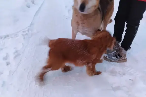 Найденные животные Меленки, фото: Найден собака, улица Конышева, 57, Меленки - рыжий окрас, похож на спаниеля