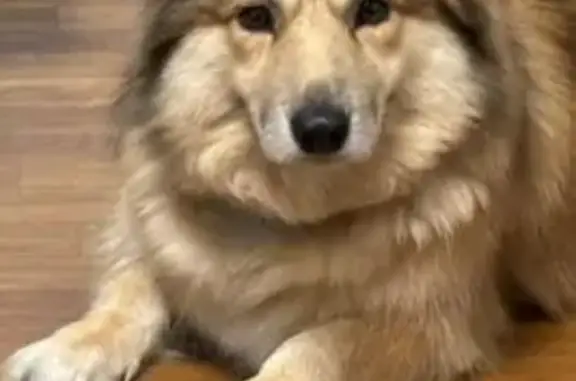 Пропал собака, переулок Малиновского, 7А, Горячеводский - пушистый хвост, дружелюбный - photo