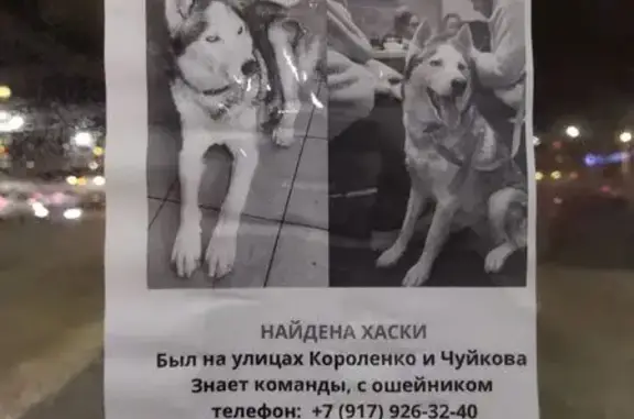 Найдена собака, Казань, фото: Найдена собака, проспект Ямашева, 29, Казань