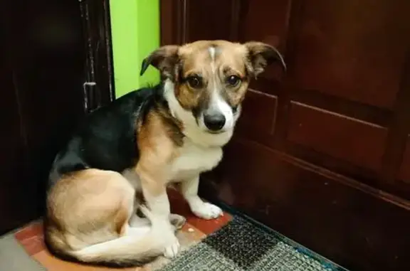 Найденные животные Северодвинск, фото: Найдена собака, Железнодорожная улица, 21, Северодвинск - сидит у подъезда