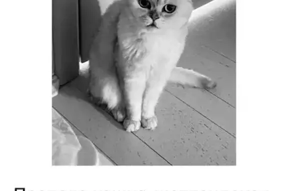 Пропала кошка, улица Художника Русакова, Челябинск - photo