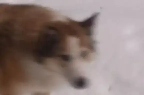 Найдена собака, Курск, фото: Найдена собака, 2-я Рабочая улица, 5, Курск - рыжий, похож на лайку