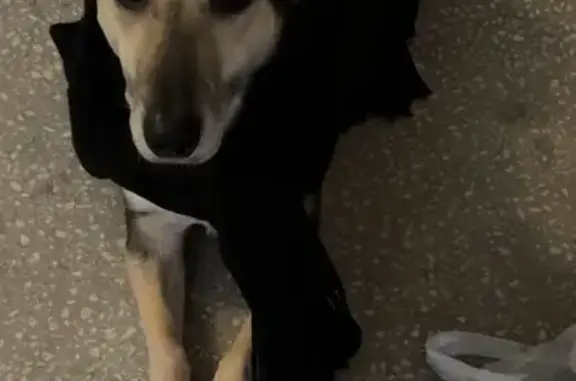 Найдена собака, Челябинск, фото: Найдена собака, проспект Победы, Челябинск - чёрная с белыми лапками