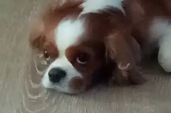 Пропала собака, Техтюр, Республика Саха (Якутия) - метка из цифр на животе - photo