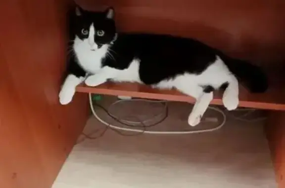 Пропал кот, улица Пушкина, 8А, Юрга - черное пятно на бороде - photo