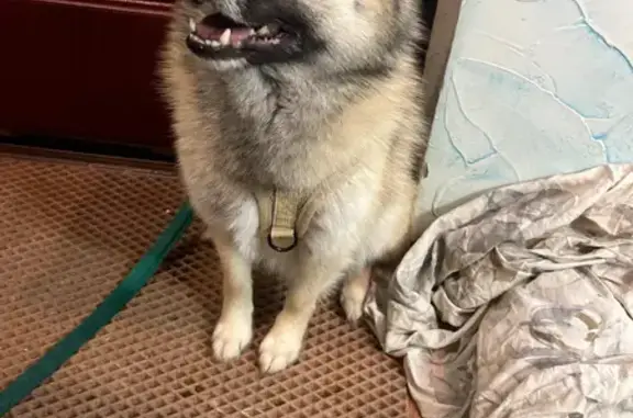 Найдена собака, Ижевск, фото: Найден собака, улица 40 лет ВЛКСМ, городской округ Ижевск