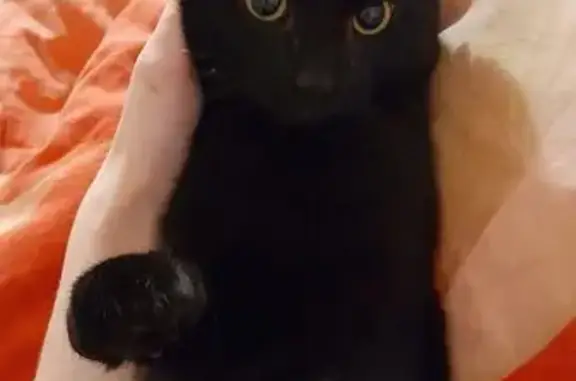 Пропал кот, улица Турку, 22 к5, Санкт-Петербург - полностью чёрный с жёлтыми глазами - photo