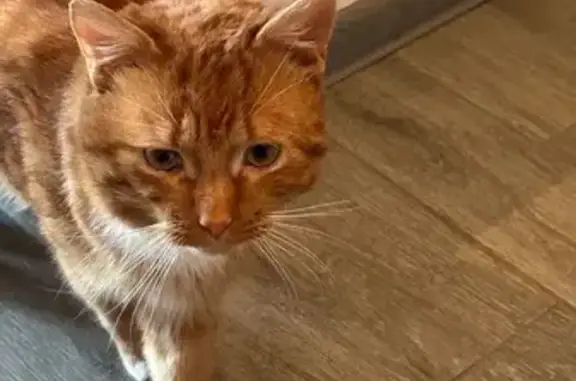 Найдена кошка, Грачевка, фото: Найдена кошка, Грачёвка, Калужская область - умный и ласковый