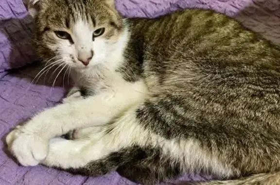 Найдена кошка, улица Разина, 7...