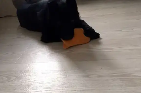 Пропала собака, улица Ленина, 48, Щёкино - отзывается на кличку Герда - photo