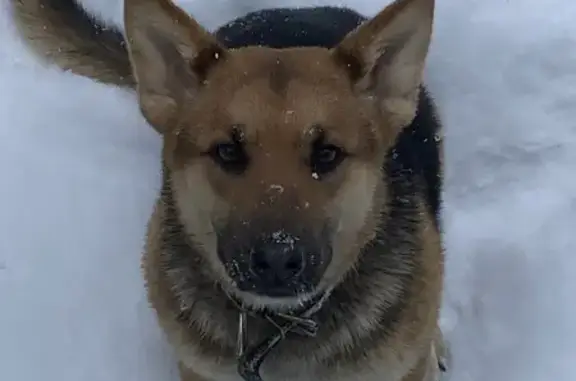 Собаки потеряшки, Озерск, фото: Потеряшка собака, Озёрск — Кыштым, Озёрск - похожа на немецкую овчарку