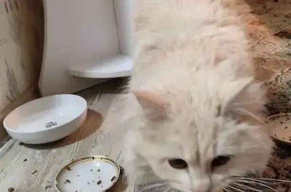 Найдена кошка, улица Нарвский...