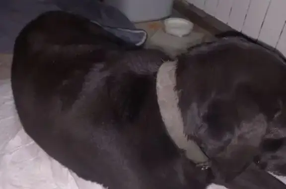 Найдена собака, Азов, фото: Найдена собака, женский пол, район зернового порта 