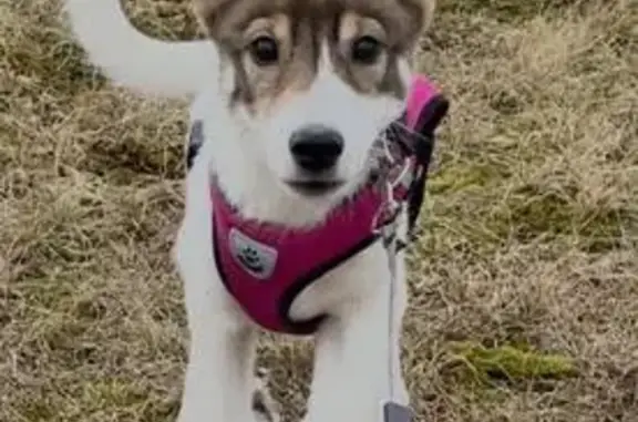 Пропала собака, городской округ Сургут — пятнышко с левой стороны - photo