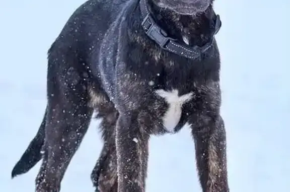 Собаки потеряшки, Москва, фото: Потеряшка щенок, улица Щорса, Москва - метис, чёрный с белой грудкой